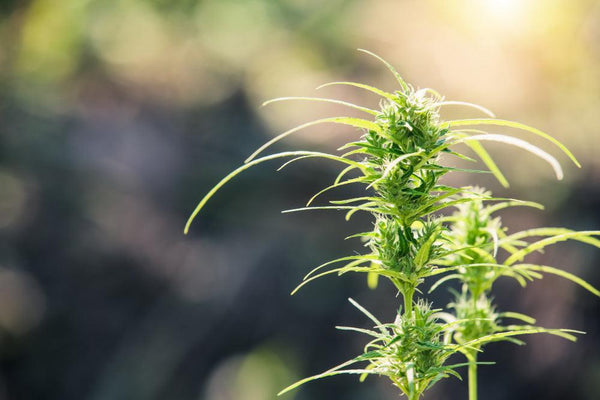 Delta-8 THC: Wirkungen, Legalität und Produkte-Canapuff