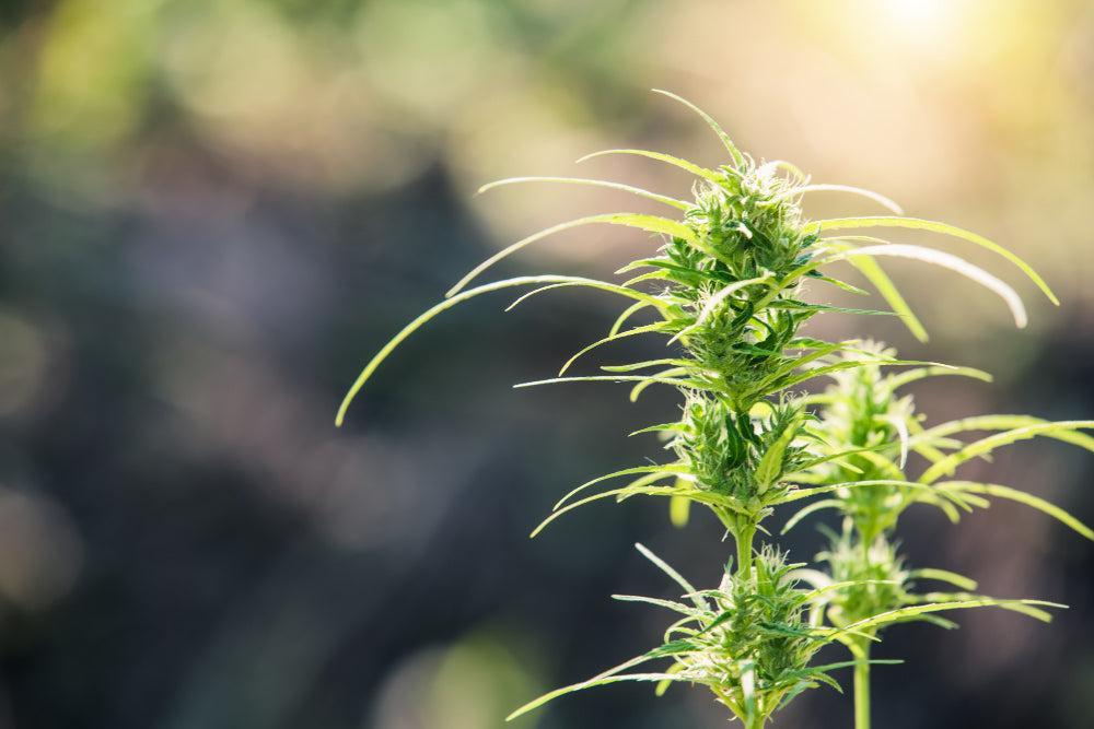 Delta-8 THC: Wirkungen, Legalität und Produkte-Canapuff