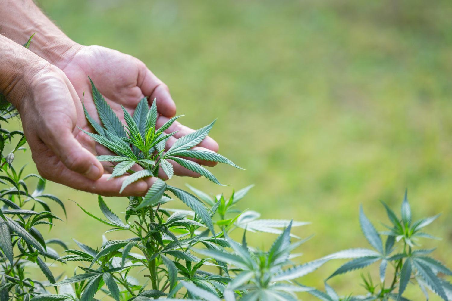 Die Kunst des Cannabis-Trimmens: Ein Leitfaden zu Techniken und Pflege-Canapuff