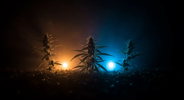 Wie man 10-OH-HHC Blüten verwendet