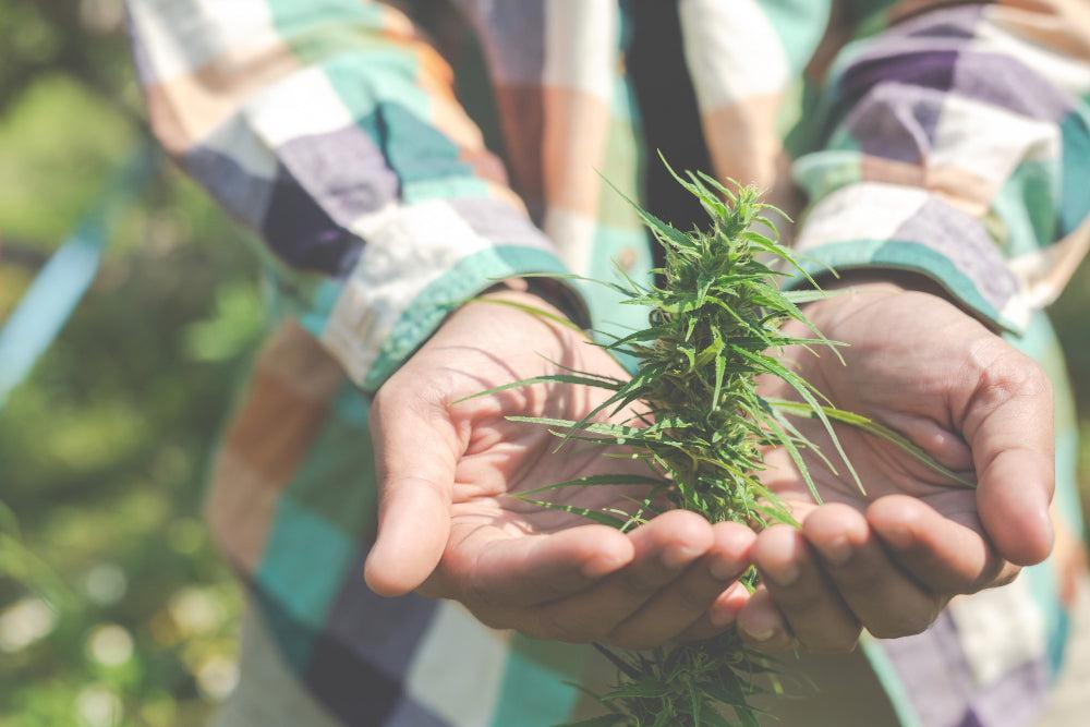 Ultimativer Cannabis Produkt-Guide | Wähle das Beste-Canapuff