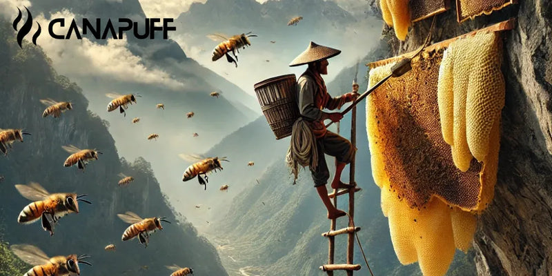 Mad Honey, Nepal-Honig, psychedelische Wirkungen, Honigernte