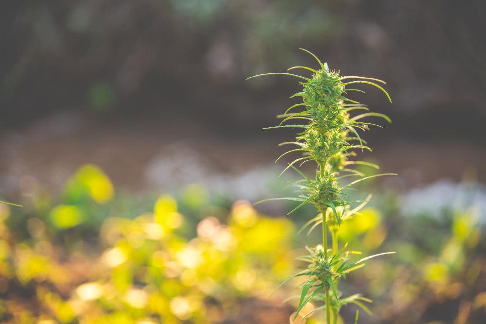 Cannabis-Pflanze