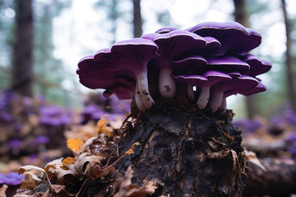 Magic Mushrooms: Benefits, Risks, and Safe Use Guide-Canapuff