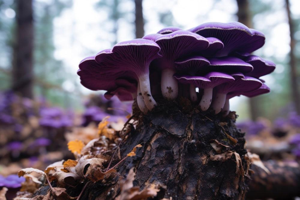 Magic Mushrooms: Vorteile, Risiken und Leitfaden für sicheren Gebrauch-Canapuff
