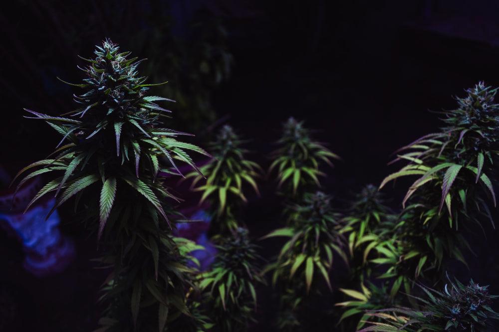 Die besten Tipps zum Pflanzen und Lagern von Cannabis-Samen-Canapuff