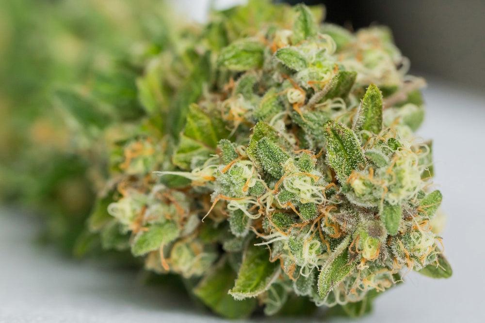 THCv Gummibärchen: Vorteile, Dosierung und Qualitätstipps-Canapuff