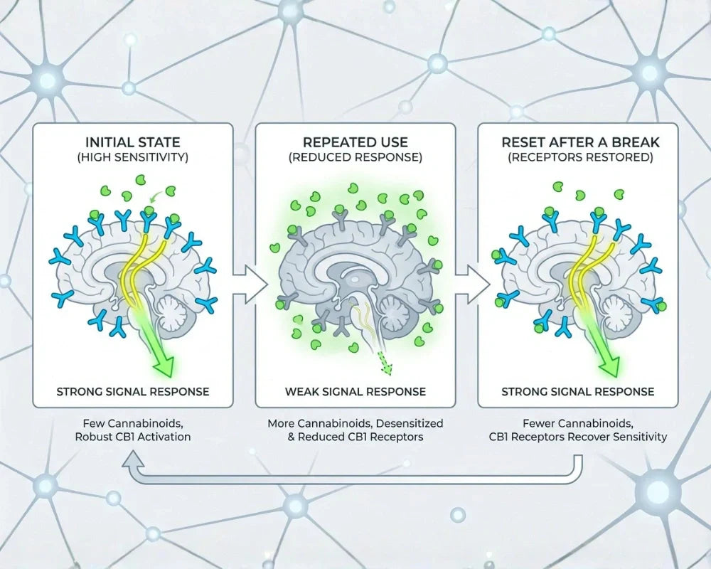 Illustration of cannabinoid tolerance progression showing brain receptor sensitivity changes with repeated use