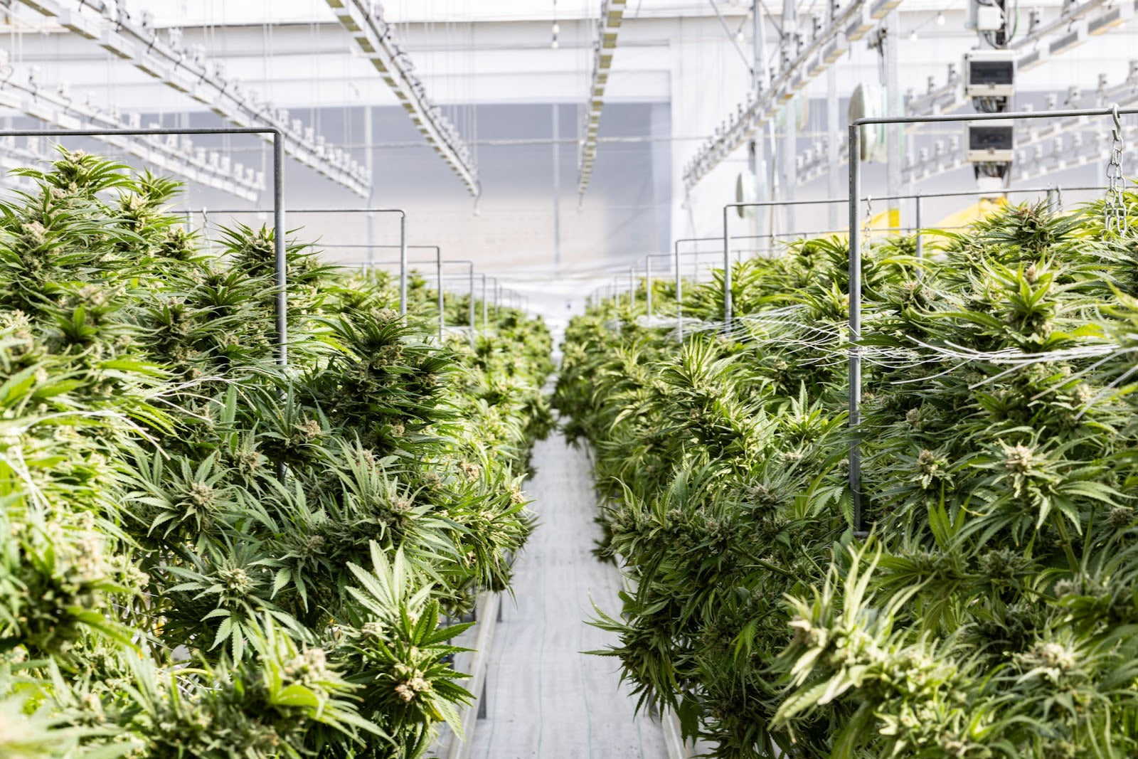 Exploring the Difference Between Cannabinoids: Which One Works Best for You?