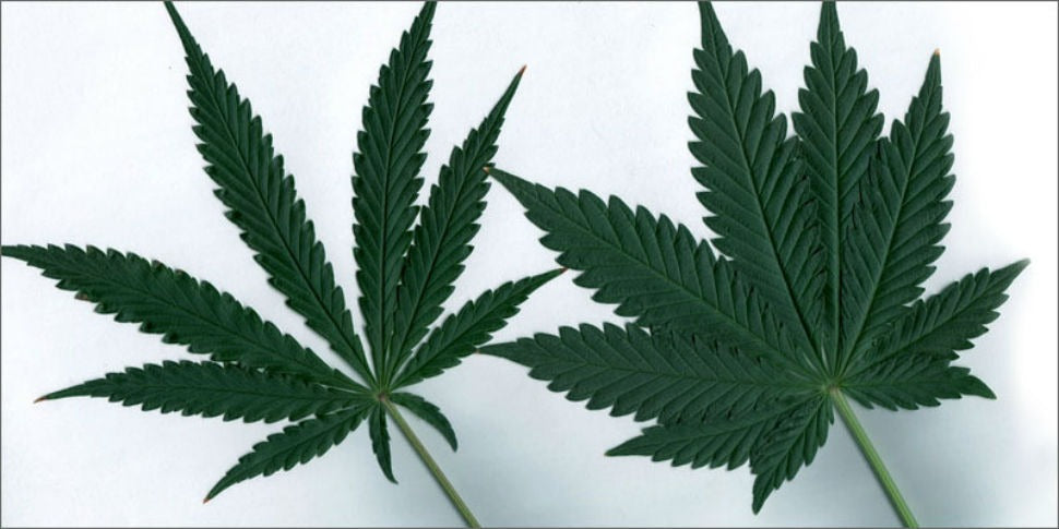 Two cannabis leaves showing the difference between indica and sativa plant varieties