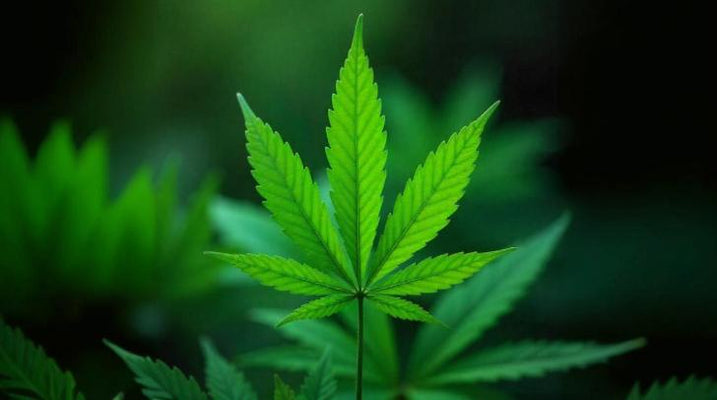 Marihuana-Blatt: Anatomie, Morphologie und Zeichenanleitung-Canapuff