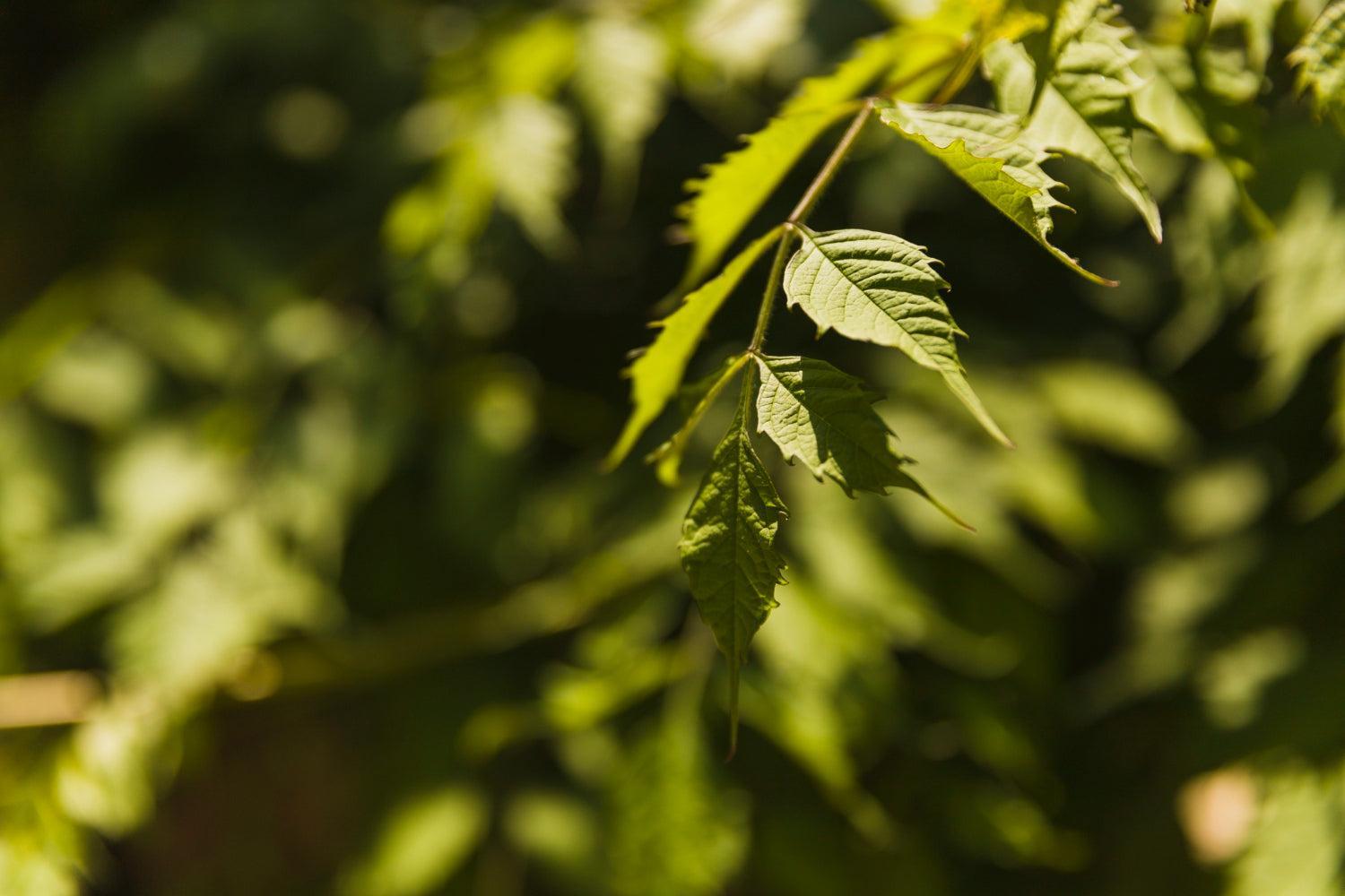 Cannabis Seed Planting: Essential Steps for Optimal Growth-Canapuff