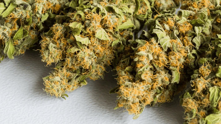 HHC PO die Zukunft der Cannabis-Innovation