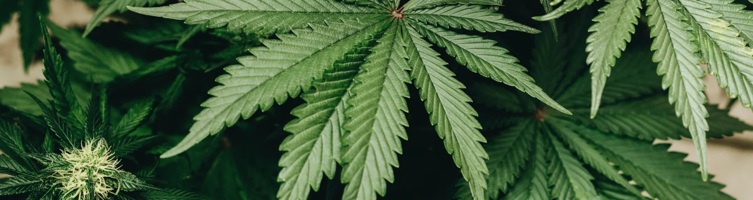 THCP HHC CBD Unterschied Canapuff