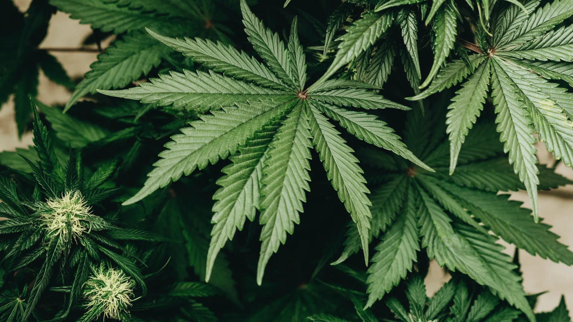 THCP HHC CBD Unterschied Canapuff