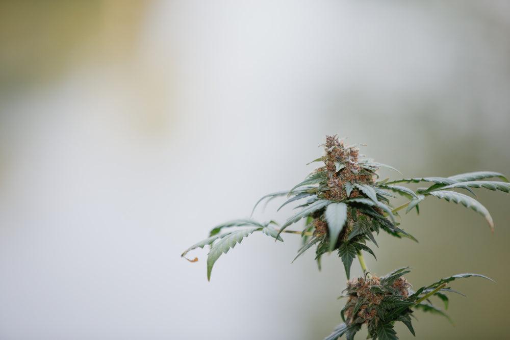 Cannabispflanze