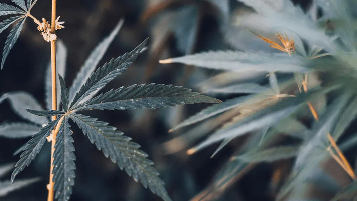 CBG9: Alles, was Du wissen musst