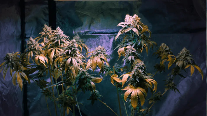 Was ist CBDP: ein seltener Cannabinoid