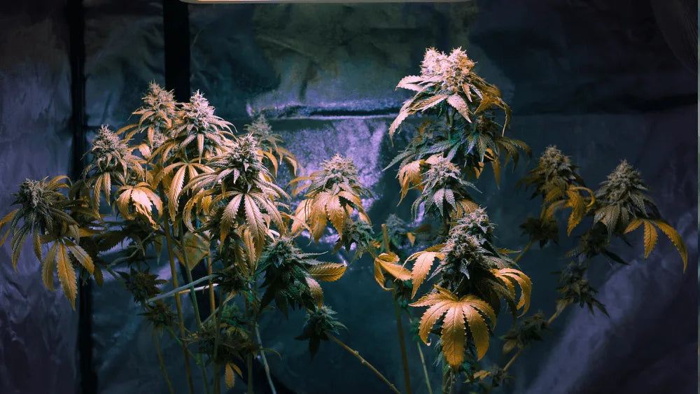 Was ist CBDP: ein seltener Cannabinoid