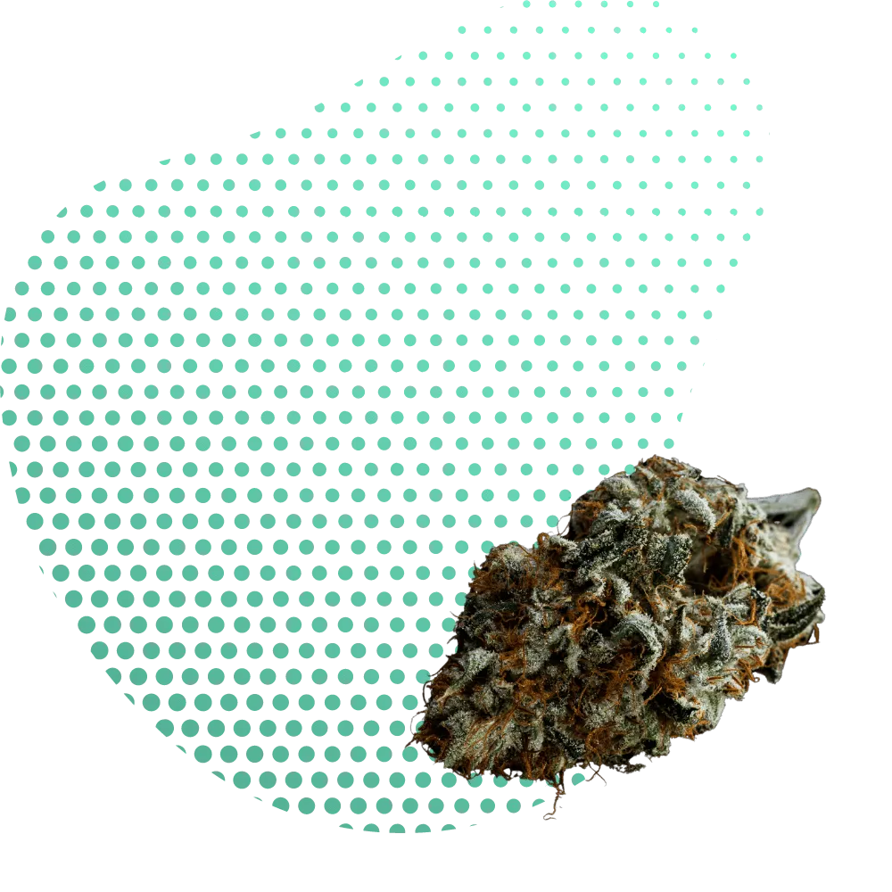 10-OH-THC Blüten-Canapuff