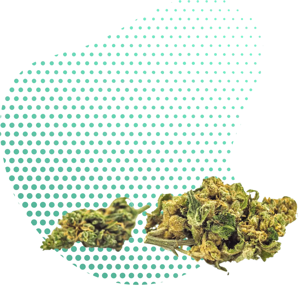 10-OH-HHC Blüten-Canapuff