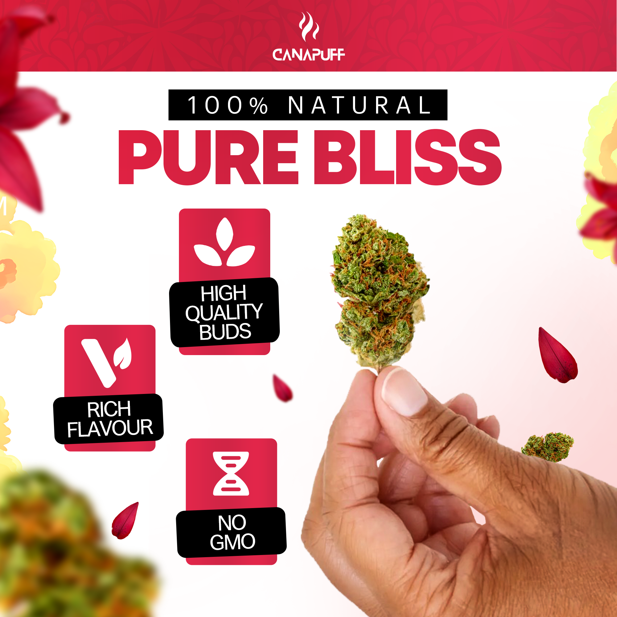 Canapuff - Lemon Cherry Gelato 65% - HHC-A Blüten-Canapuff