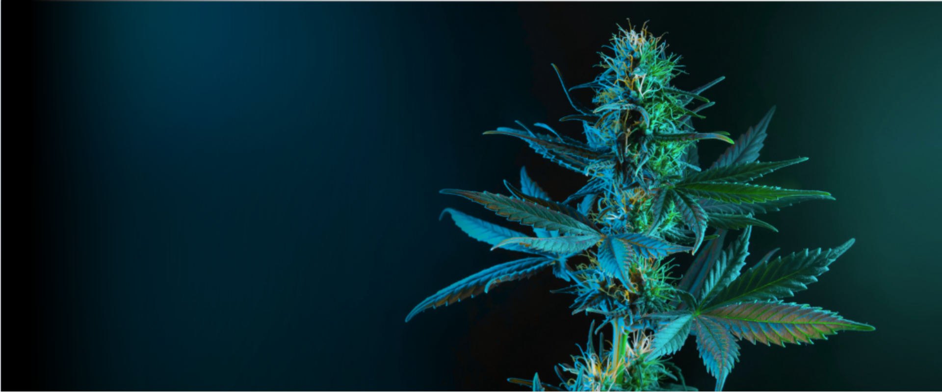 Cannabis-Pflanze mit dunklem Hintergrund