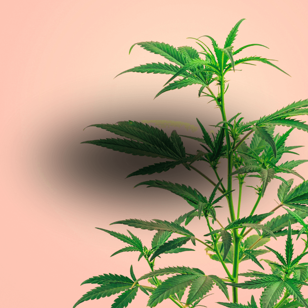 Cannabis Blüten Canapuff