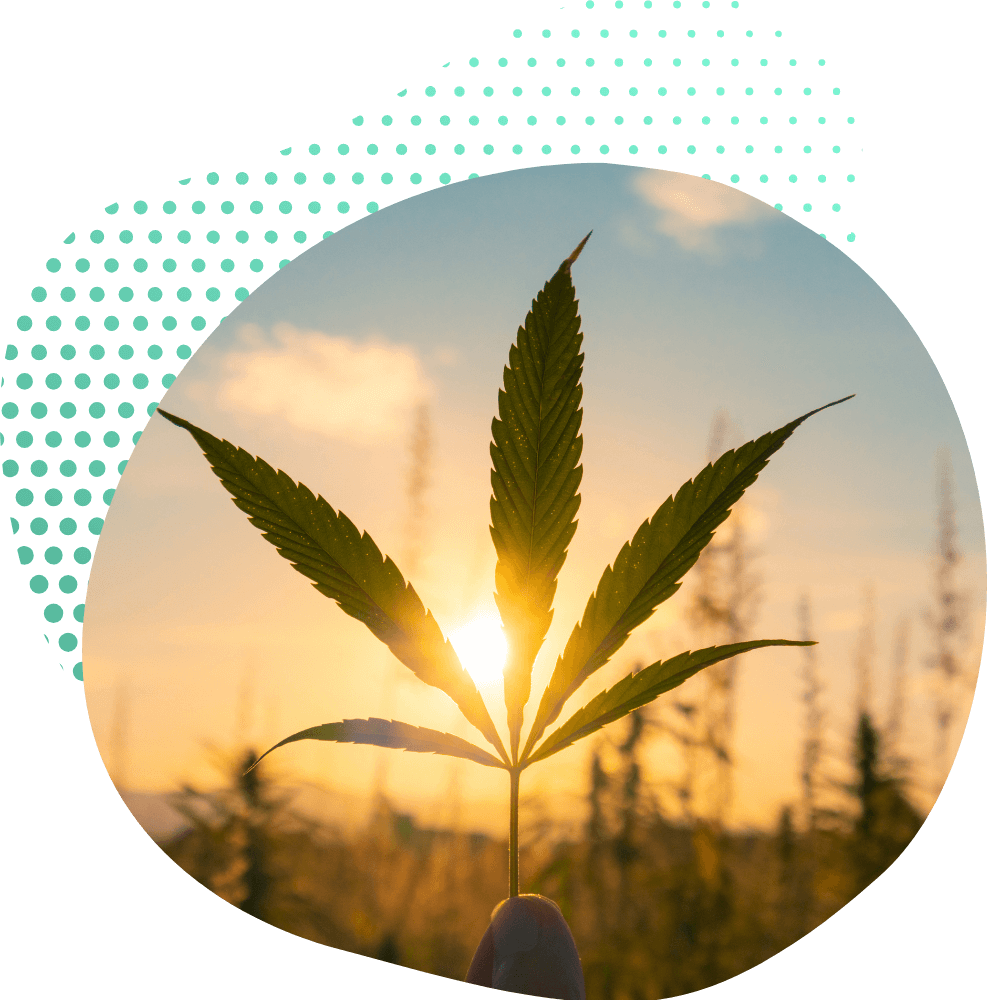 Wirkungen von THP420 Blüten