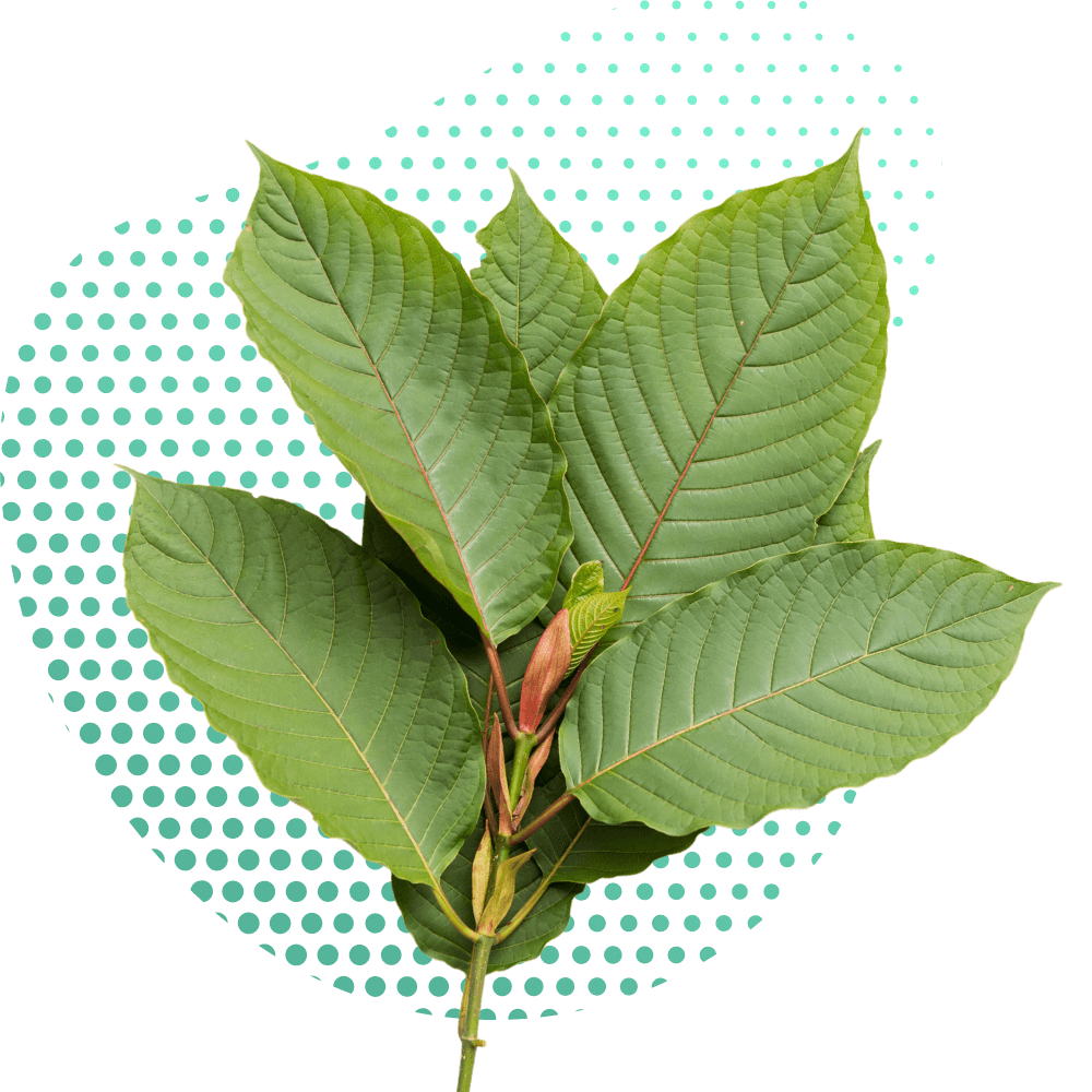 Natürliche Vorteile von Kratom