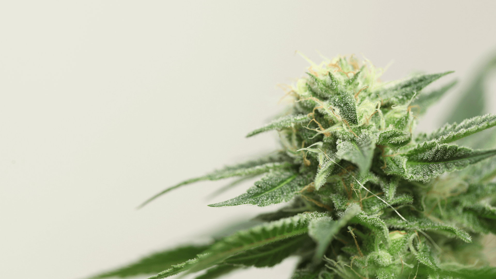 kontaktiere uns Canapuff Cannabis