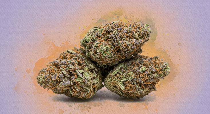 Alles über Gelato: Ein ausführlicher Guide zur legendären Cannabis Strain