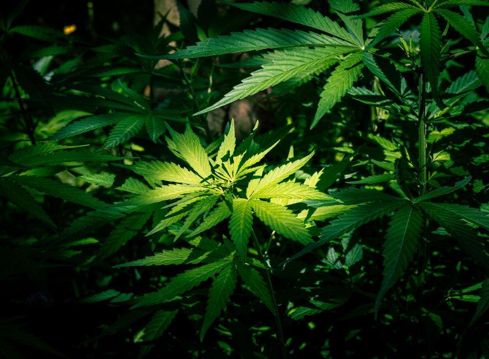Optimale Luftfeuchtigkeit für die Keimung von Cannabis-Samen-Canapuff