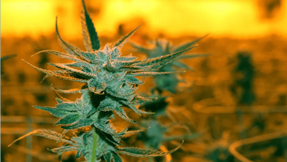 Entdecke den Alien Runtz Strain: Einzigartiger Geschmack & Wirkungen