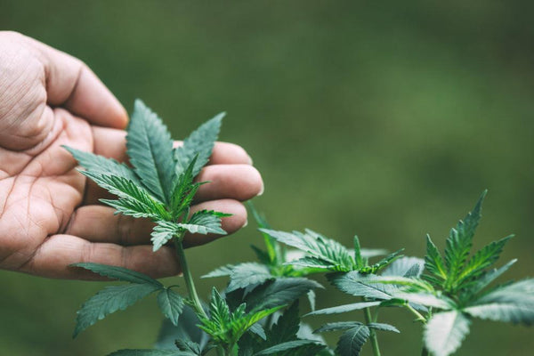 Ideale Bedingungen für Cannabis-Samen: Ein Überblick-Canapuff