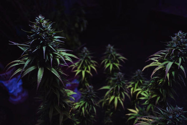 Die besten Tipps zum Pflanzen und Lagern von Cannabis-Samen-Canapuff