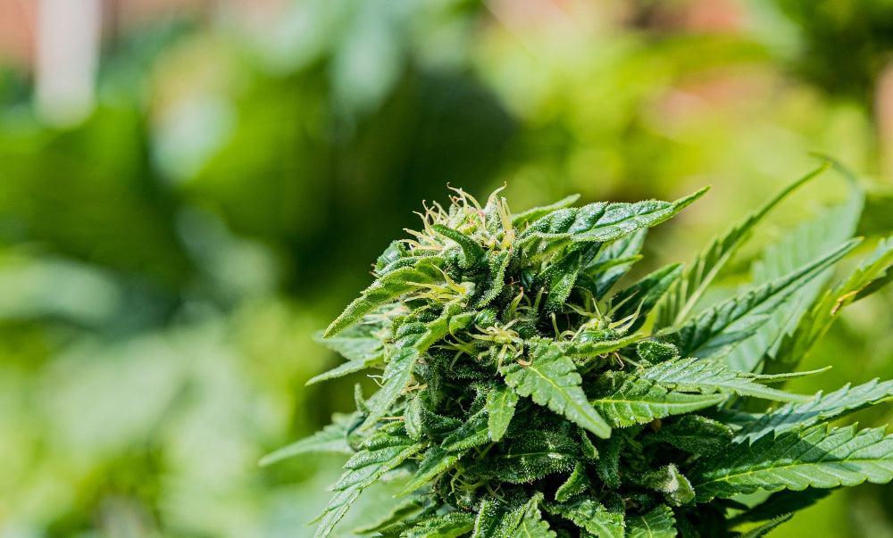 Vollständiger Leitfaden zur Cannabis-Blütephase-Canapuff