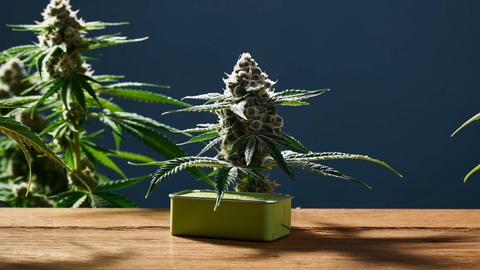 Static Hash: der saubere Dry Sift, hergestellt mit statischer Elektrizität