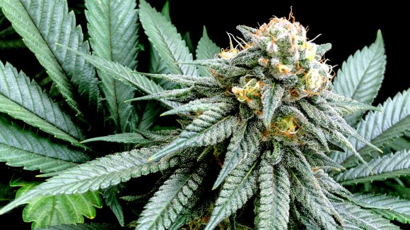 A Beginner’s Guide to Cannabinoids: From THC to THCP, HHCP, and Beyond