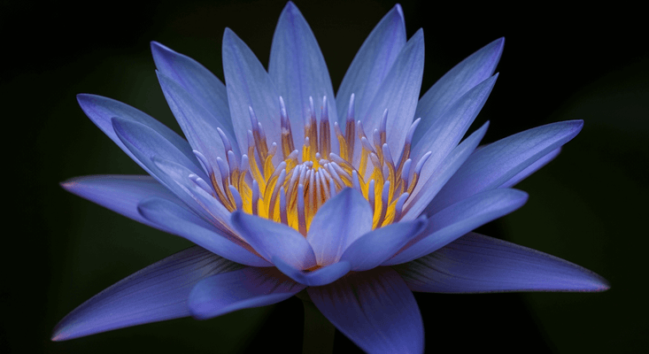 Blue Lotus Blüte Wirkungen: Wie sie wirkt, wie man sie raucht & wie es sich anfühlt