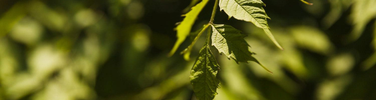 Cannabis-Samen pflanzen: Wichtige Schritte für optimales Wachstum-Canapuff