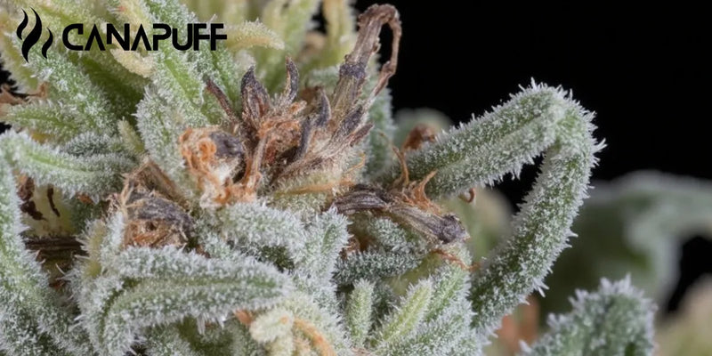 Trichomes: The Science and Practical Applications in Cannabis-Canapuff