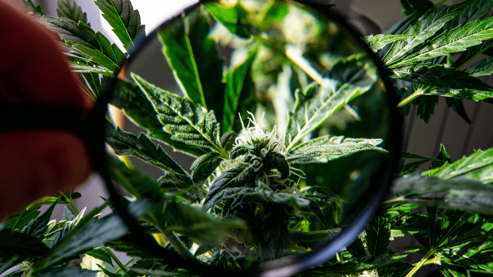 THC-B Benefits and Risks
