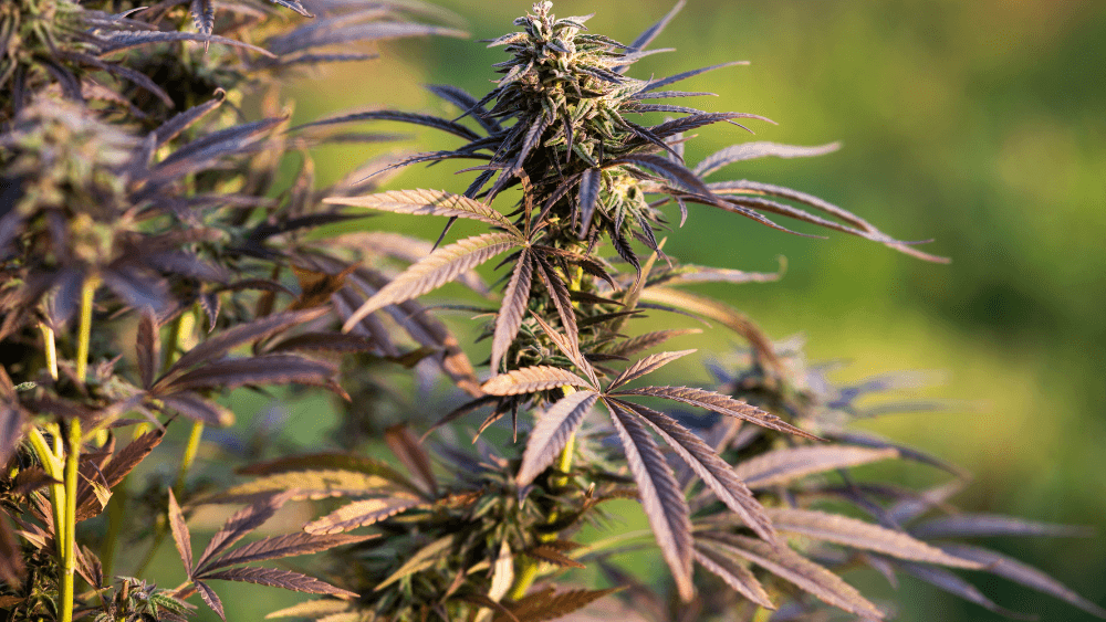 THC-JD Effects and Benefits