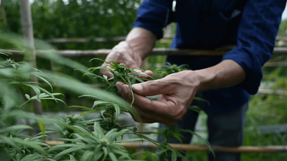 Steigere Deine Ernte mit Cannabis Lollipopping