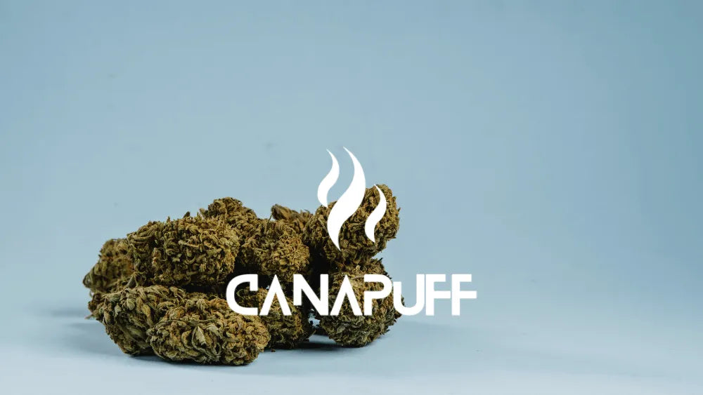 Die größte Cannabinoid-Marke in Europa