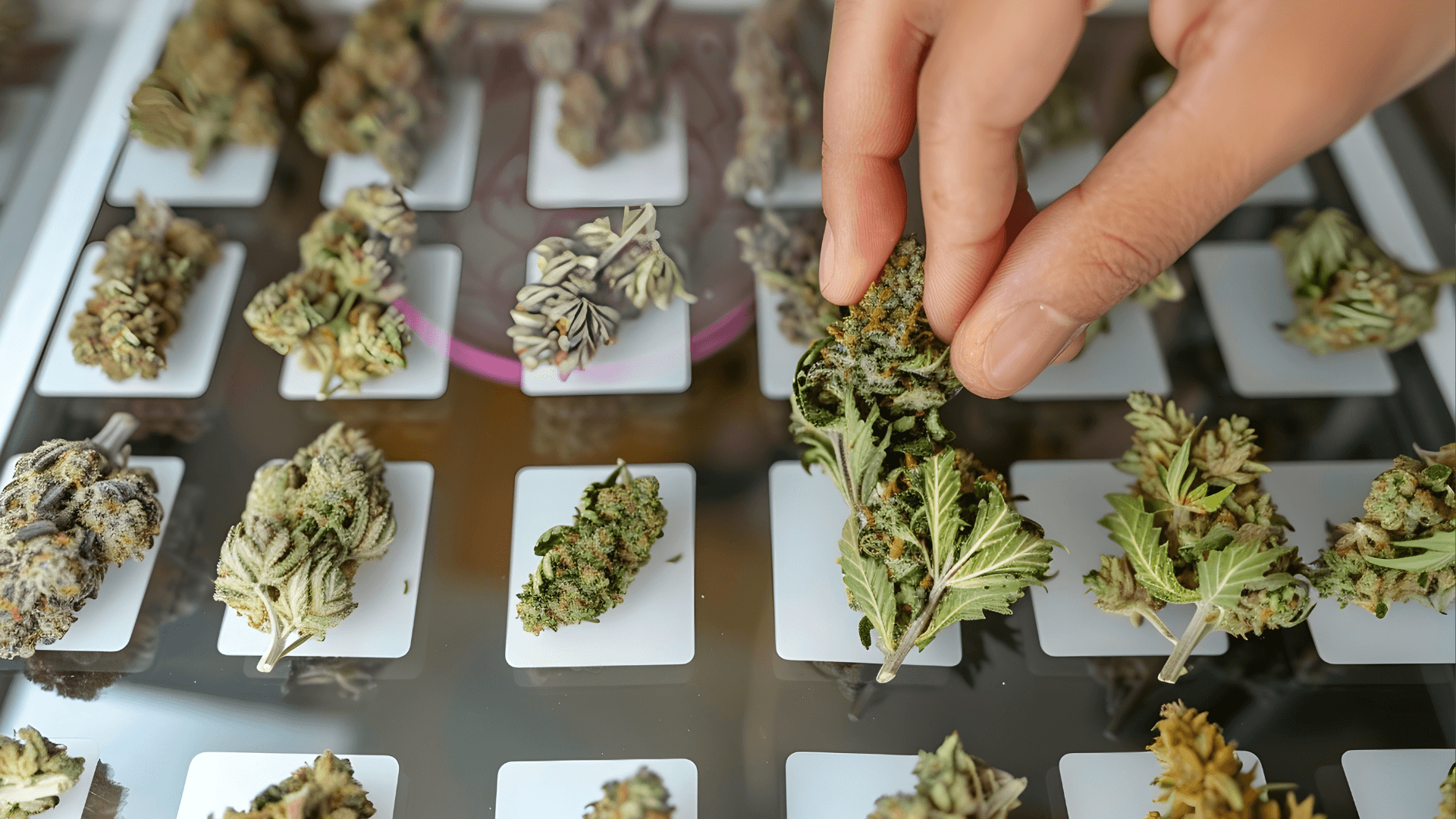 Buy Cannabis in Hamburg