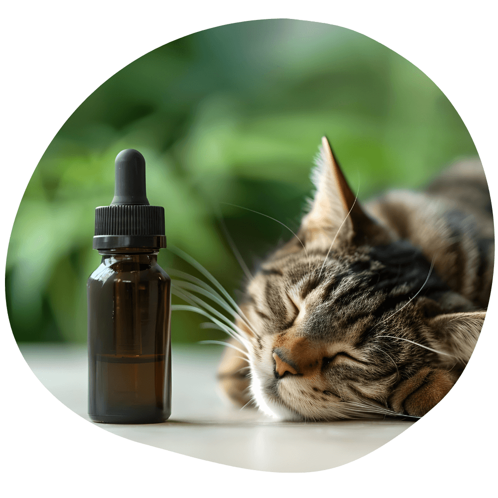 CBD Dosage for Cats – Great for Stress & Appetite Issues