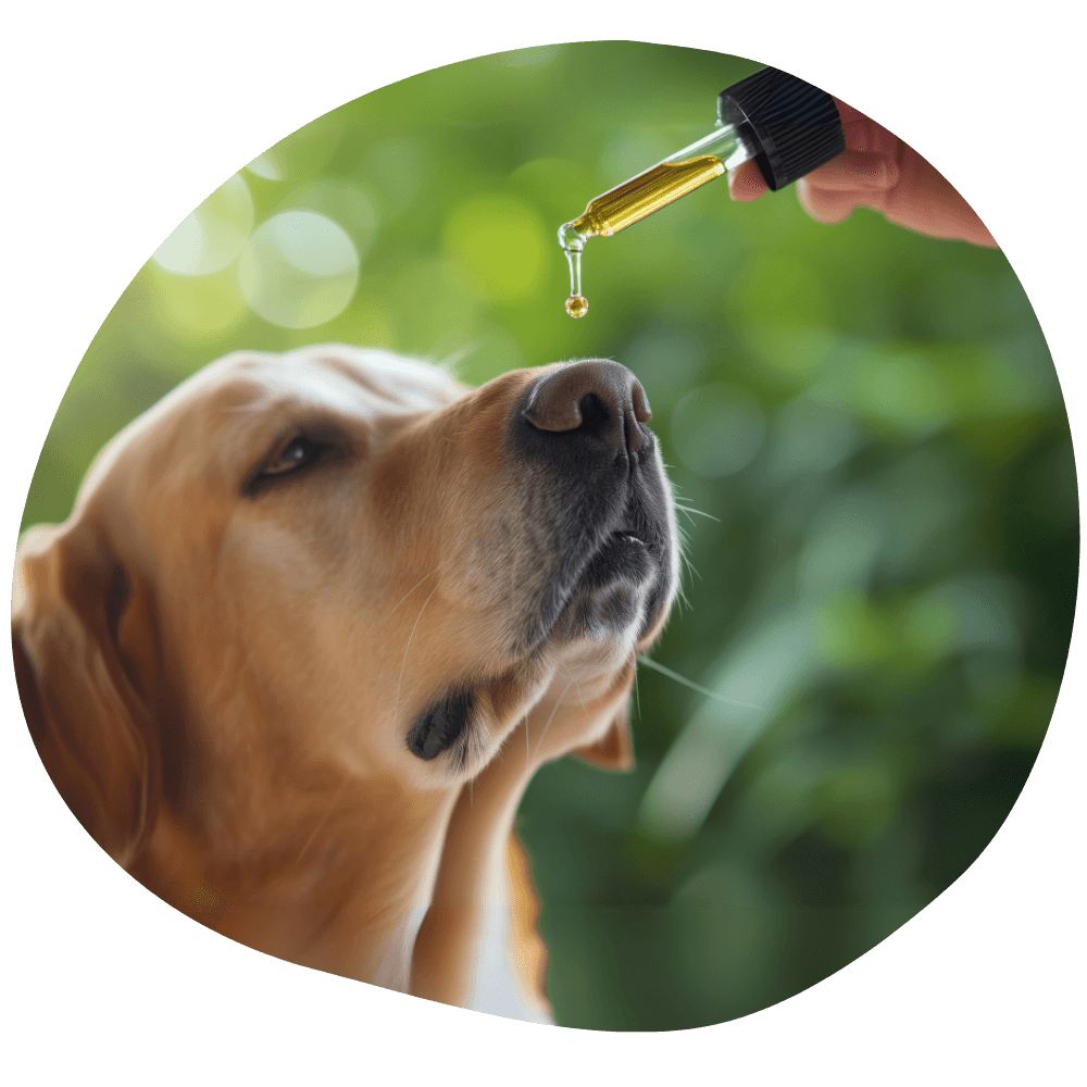 CBD Dosage for Pets: Safe Amounts for Dogs & Cats